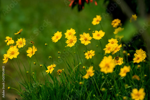 Yellow Coreopsis floers with blurred green background.