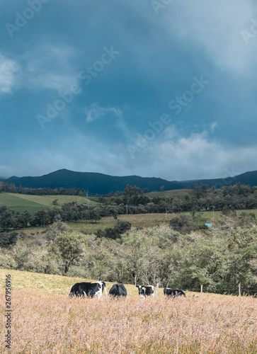 Cows in the field