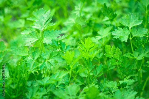 parsley growing close-up background texture