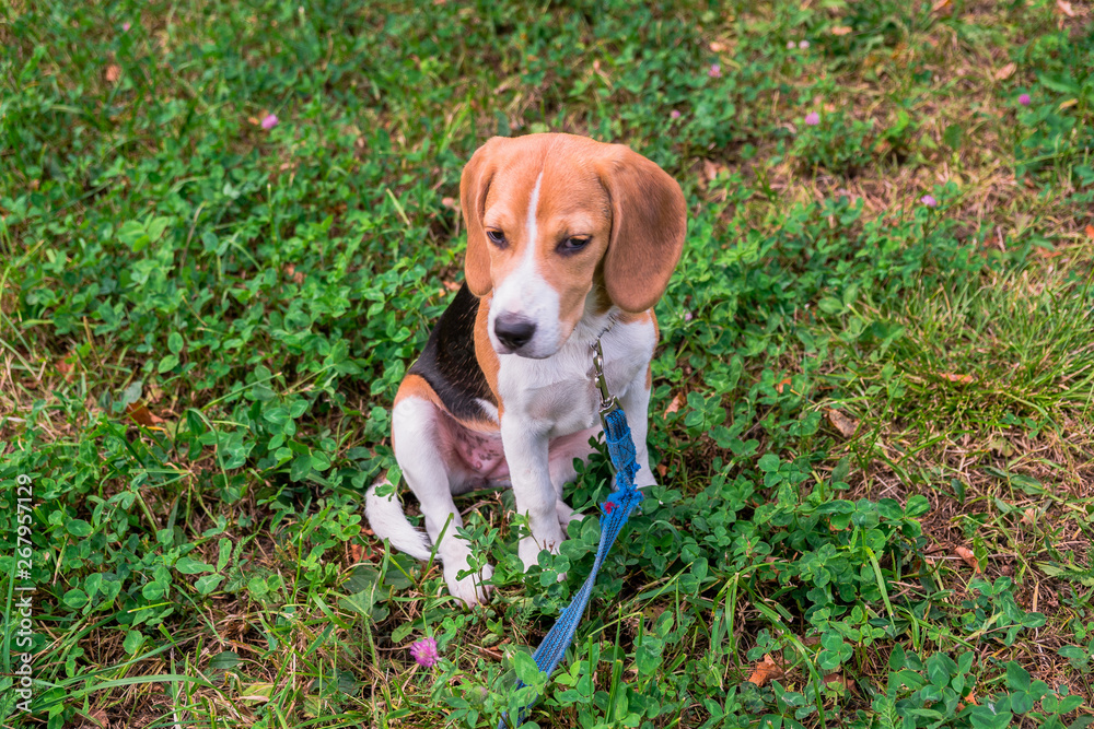 A thoughtful Beagle puppy with a blue leash on a walk in a city park. Portrait of a nice puppy.Eastern Europe.
