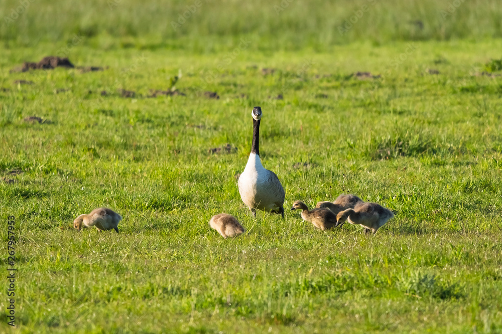 Wildlife sunny day sunset light nature outdoor Wildlife sunny day sunset light nature outdoor