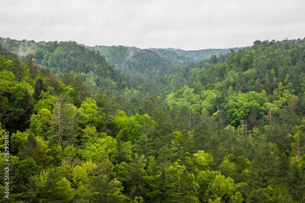 Forest Mountain Range