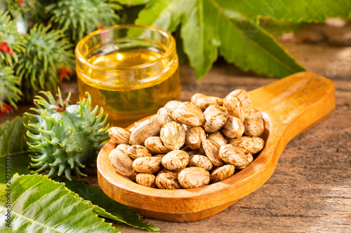 Beans and castor oil - Ricinus communis