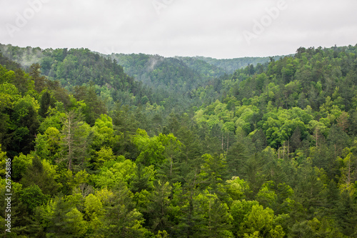 Forest Mountain Range