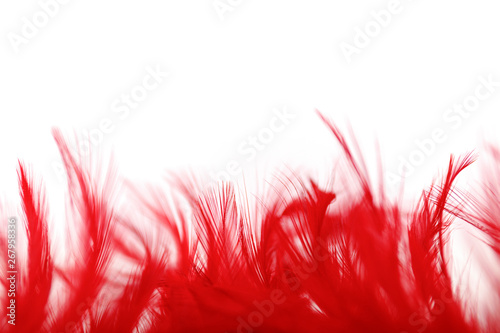 Red feather border on white background with copy space for text.