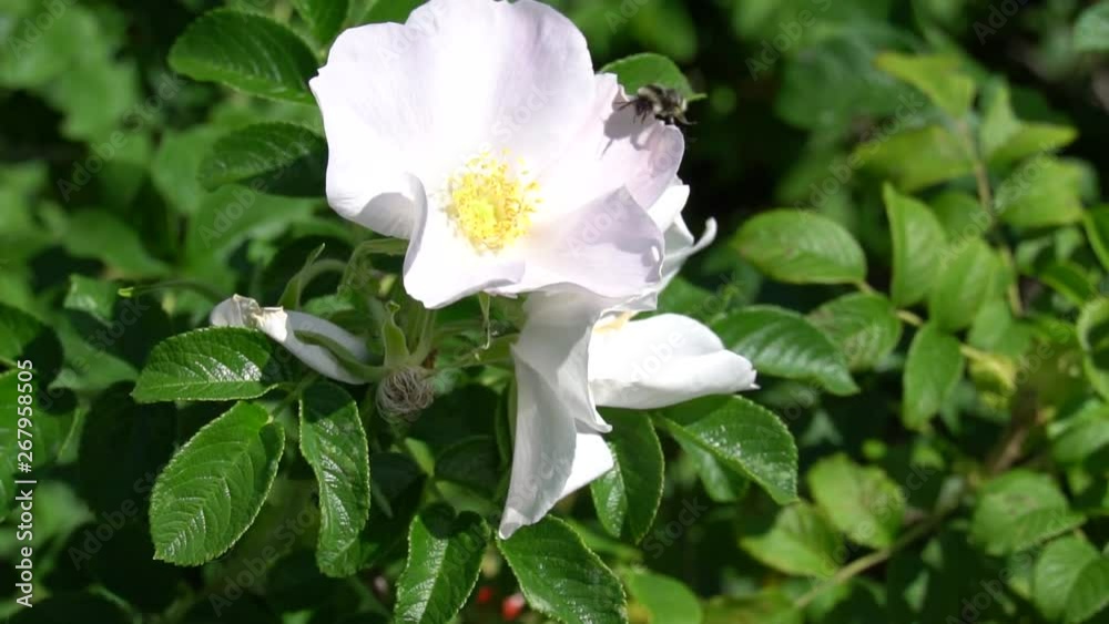 Bumblebee flies on white wild rose bud in park or garden. HD slowmo footage video Bumblebee flies on white wild rose bud in park or garden. HD slowmo footage video