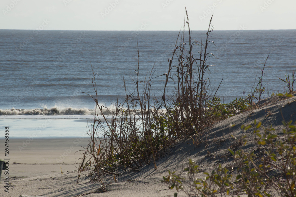 Sand Dunes with grasses growing and ocean Sand Dunes with grasses growing and ocean