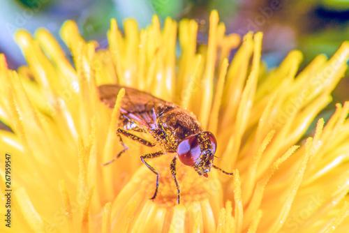 Fly on a flower