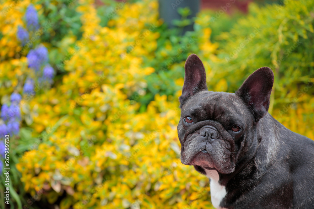 black french bulldog portrait garden  