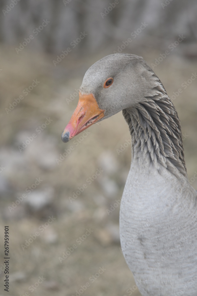 Toulouse goose close up