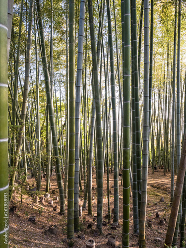 Foresta di Bambu (Kyoto, Arashiyama)