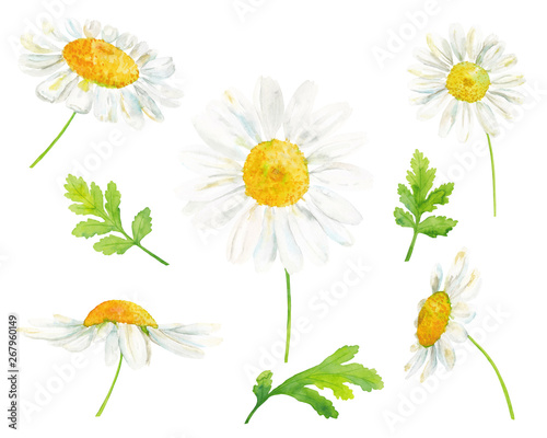 Watercolor hand drawn botanical illustration set with chamomile flowers and leaves isolated on white background