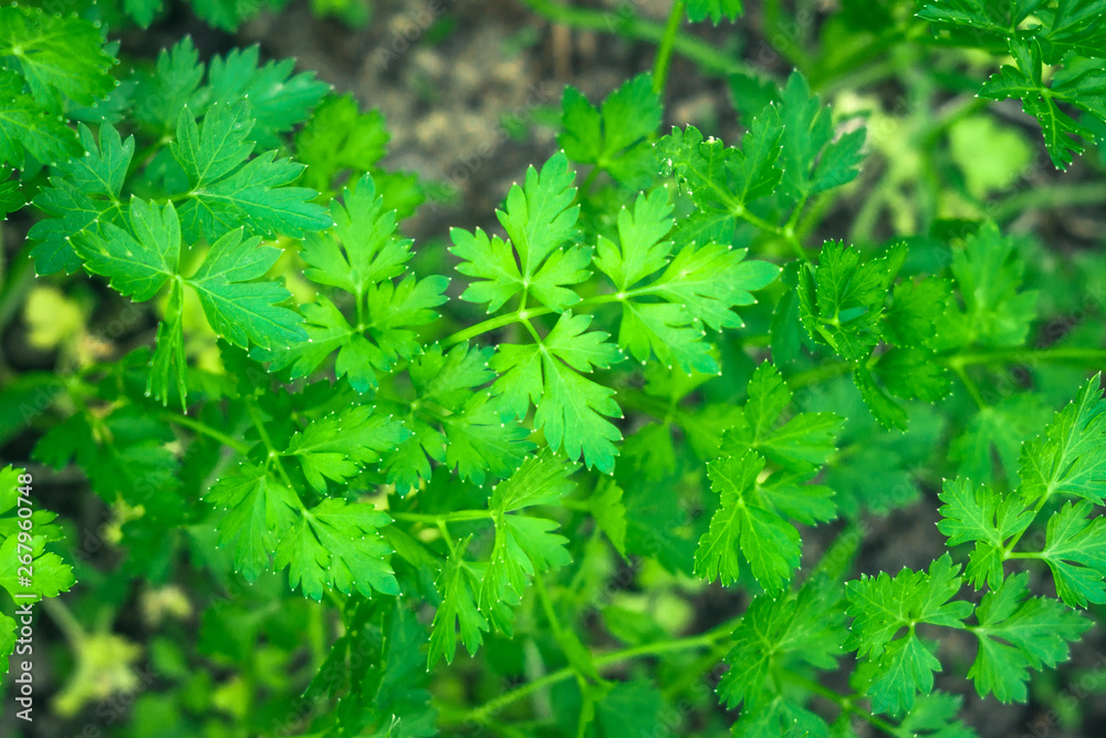 parsley fresh greens spice background texture parsley fresh greens spice background texture