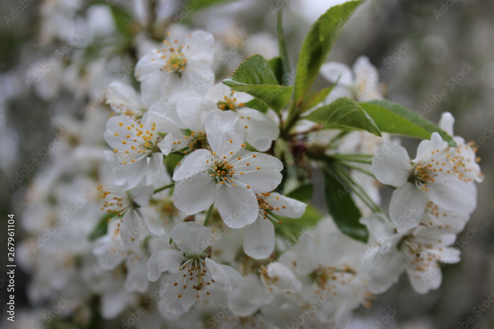 Obraz premium Природа