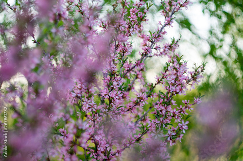 purple flowers in garden in spring