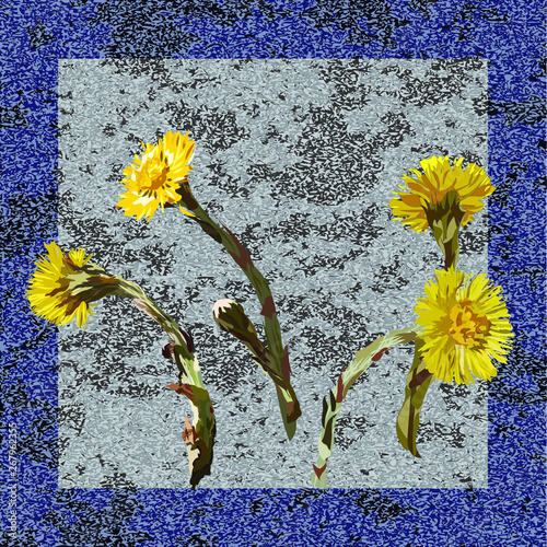 Foalfoot: yellow primrose. The background is gray-black, the texture of the stone, the additional frame is blue.