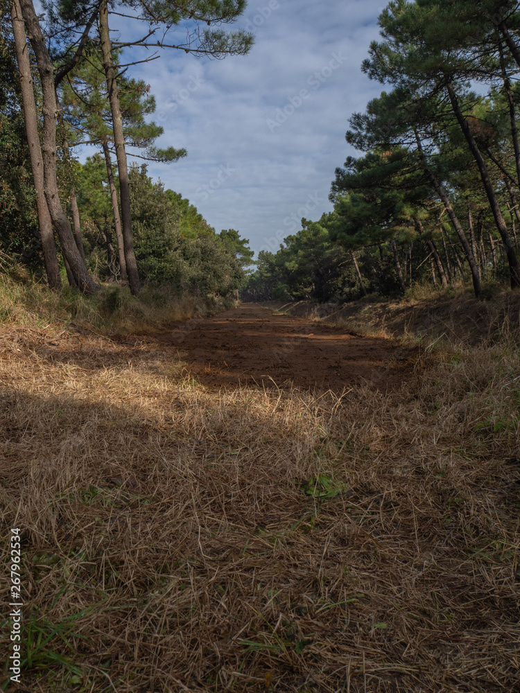 Red soil trail in the forest