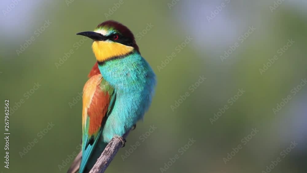 beautiful colorful bee-eater bird sitting on a branch beautiful colorful bee-eater bird sitting on a branch