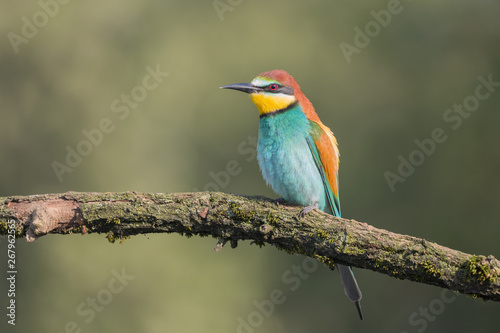 Portrait of isolated bee eater at sunrise (Merops apiaster) © manuel