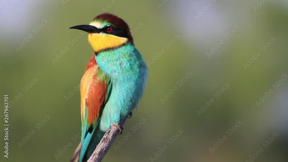 bee-eater beautiful colorful bird sitting on a branch bee-eater beautiful colorful bird sitting on a branch