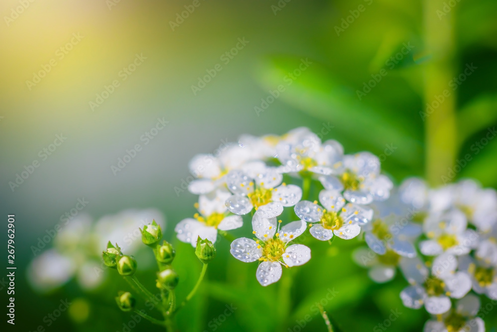 Blooming spirea on a spring Blooming spirea on a spring