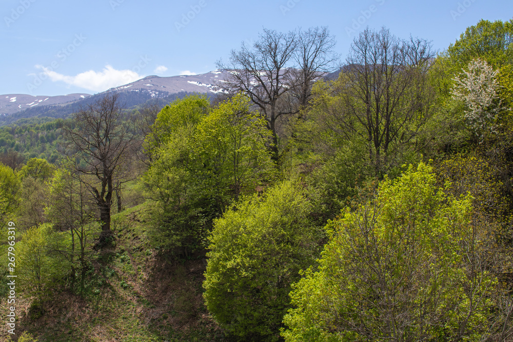 Wild forest trees in spring