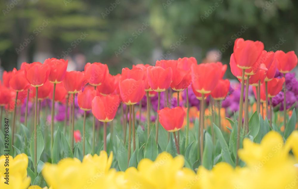 Landscape of tulips field at Wuhan Botanic garden. Landscape of tulips field at Wuhan Botanic garden.