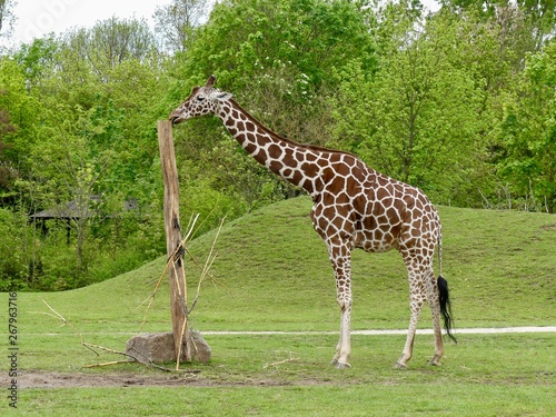 Giraffe in zoo nibbling stump tree