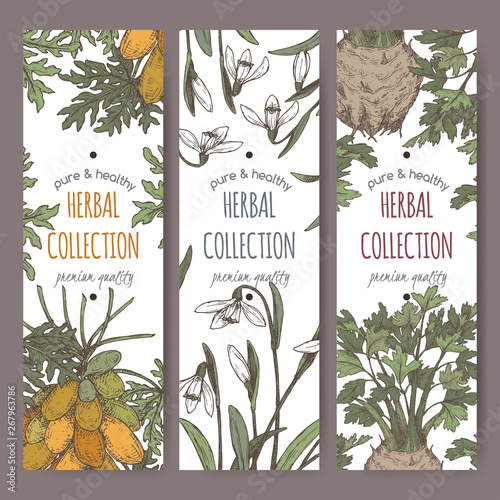 Three color labels with apium graveolens aka celery, carica papaya aka papaya, Galanthus nivalis aka snowdrop sketch.
