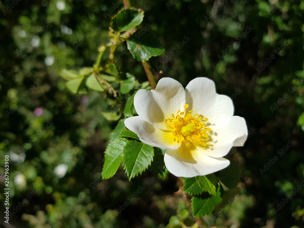 Obraz premium Rosa canina