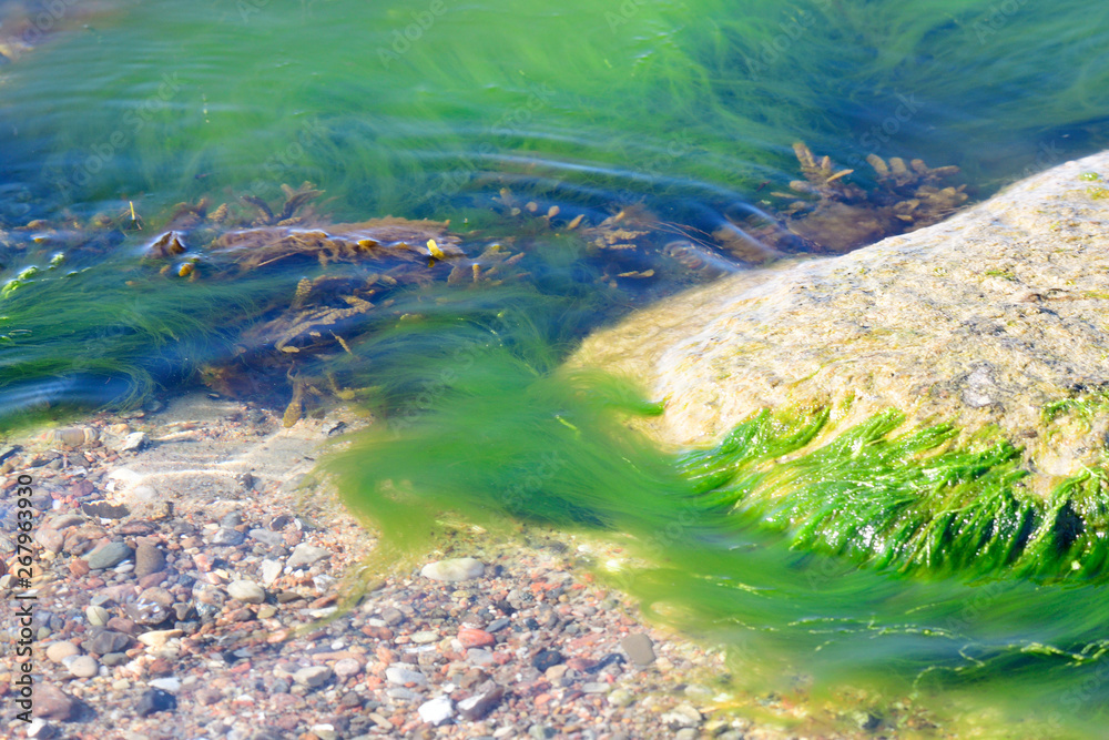 Algen und Seetang in der Strömung der Ostsee Stock Photo Adobe Stock