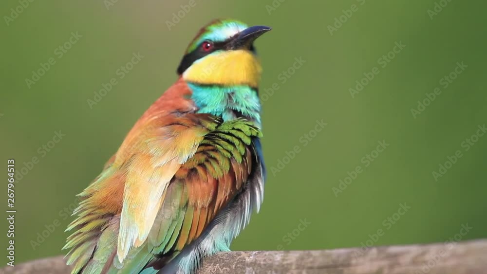 bee-eater preens its beautiful feathers bee-eater preens its beautiful feathers