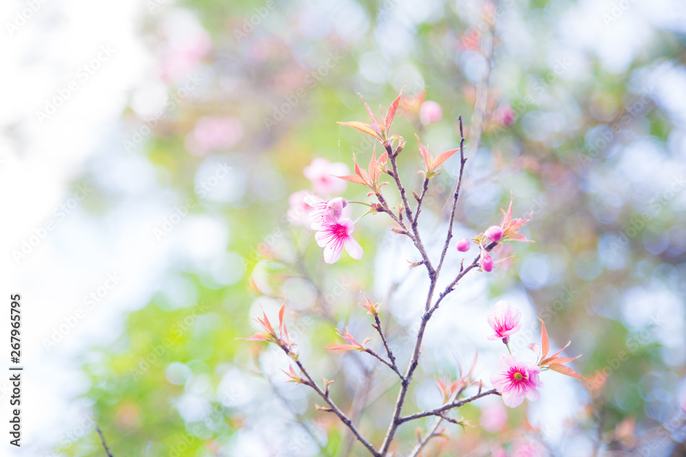 Pink cherry blossom bloomming on tree branch Pink cherry blossom bloomming on tree branch