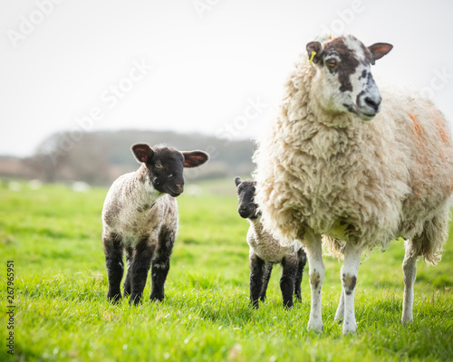 Mother ewe with twin spring lambs photo