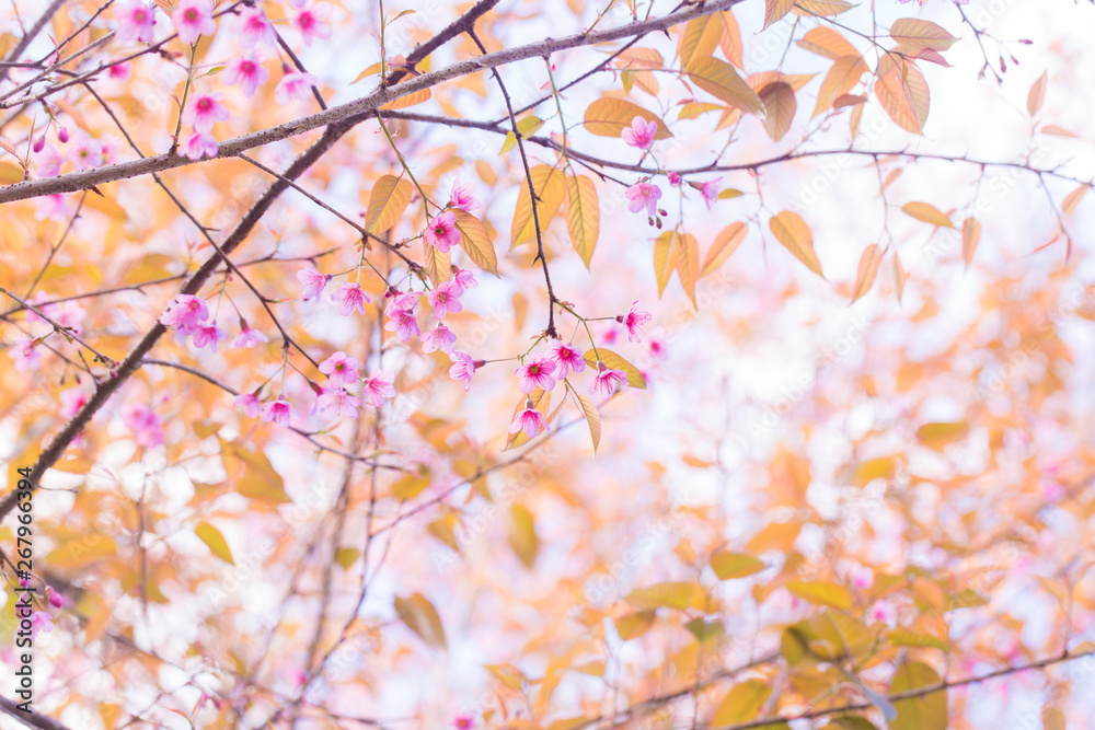 Obraz premium Pink cherry blossom bloomming on tree branch