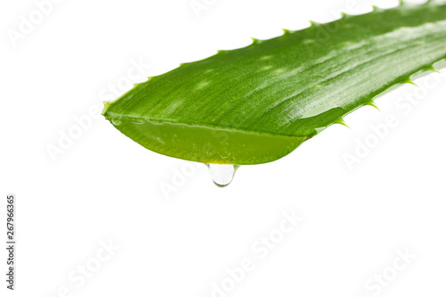 Aloe vera fresh leaf isolated on white background, closeup. Treatment plant