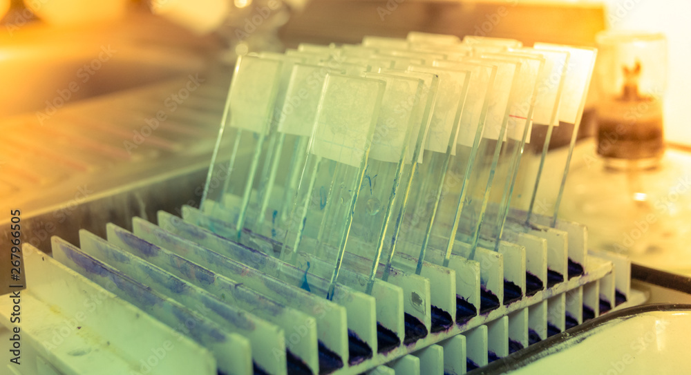 science medical glass microscope slide with sample Stock Photo Adobe