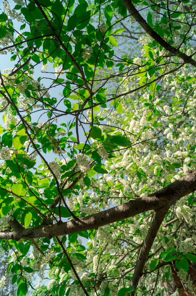 Blossoming apple tree, branches and flowers. nature Blossoming apple tree, branches and flowers. nature