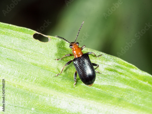 Tablou canvas Bombardier beetle with black wing walking on green leaf  in garden