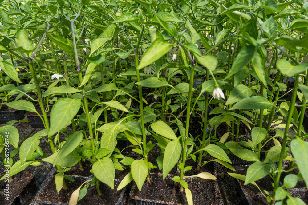 Commercial pepper seedlings in trays Commercial pepper seedlings in trays