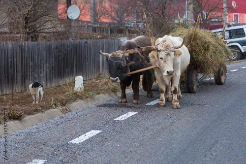 Oxen pulling a cart loaded with hay along a Romanian road. Hardy hardworking animals.