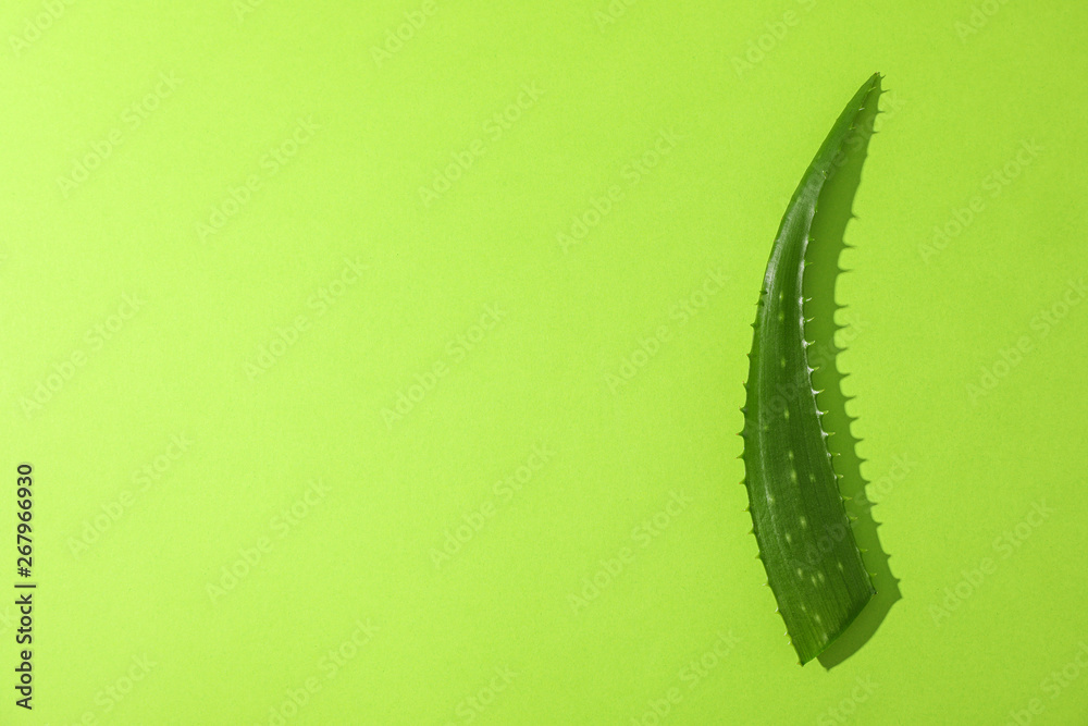 Naklejka premium Aloe vera leaf on color background, space for text. Natural treatment