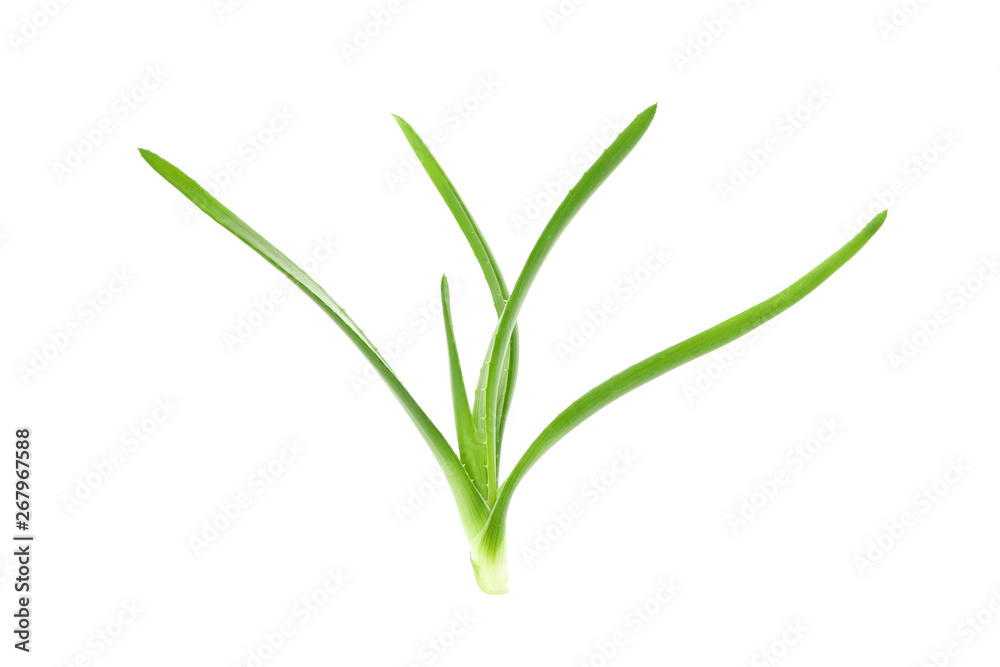Aloe vera plant isolated on white background. Natural treatment Aloe vera plant isolated on white background. Natural treatment