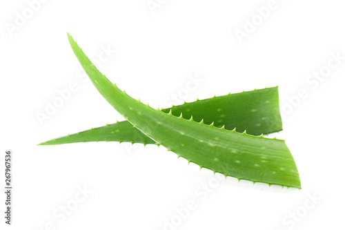 Aloe vera fresh leaves isolated on white background. Treatment plant