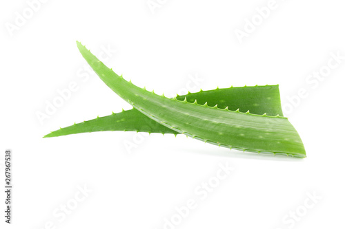 Aloe vera fresh leaves isolated on white background. Treatment plant