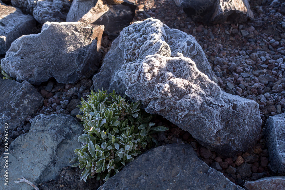Frozen plants and stones in Teide National Park