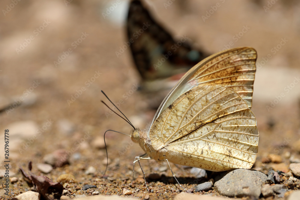 Fototapeta premium Butterflies following a series of natural Ban Krang Camp. Phetchaburi, Thailand