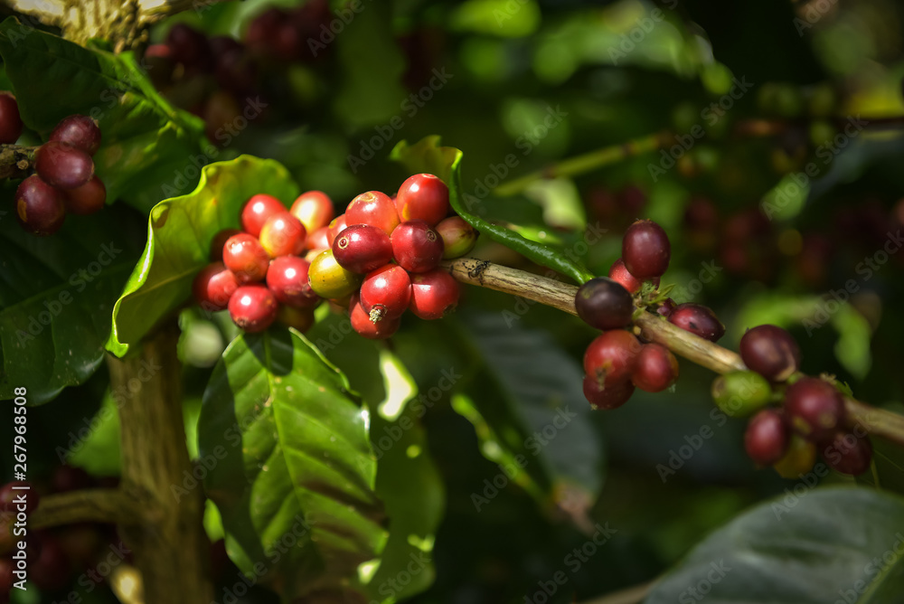Close Up Coffee beans are ripe, harvested, branches of Arabica coffee plants in Nan province, Northern Thailand.