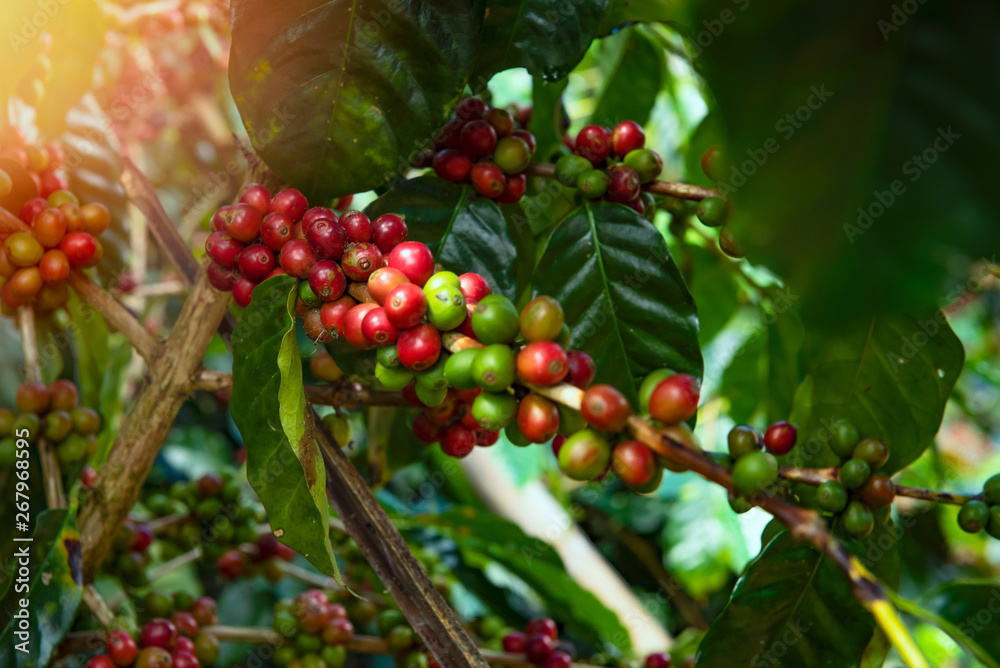 Coffee beans cooked on the tree. Wait for harvest at a coffee plantation in northern Thailand. Coffee beans cooked on the tree. Wait for harvest at a coffee plantation in northern Thailand.