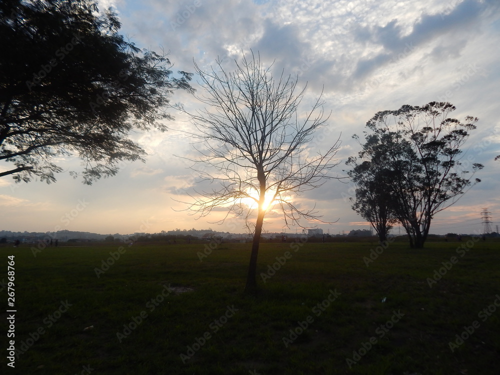 tree at sunset tree at sunset